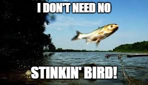 I DON'T NEED NO STINKIN' BIRD! | image tagged in flying carp | made w/ Imgflip meme maker