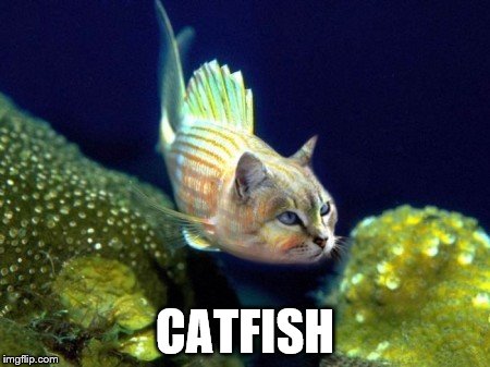 If you've never seen one... | CATFISH | image tagged in catfish,cats,fish | made w/ Imgflip meme maker