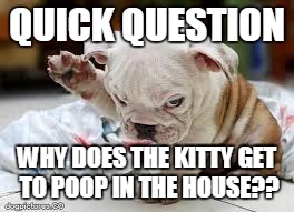 Question Puppy | QUICK QUESTION WHY DOES THE KITTY GET TO POOP IN THE HOUSE?? | image tagged in question puppy | made w/ Imgflip meme maker