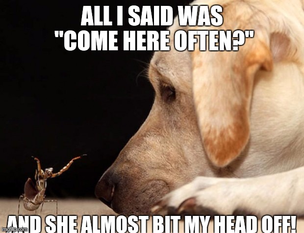 Close call. | ALL I SAID WAS "COME HERE OFTEN?" AND SHE ALMOST BIT MY HEAD OFF! | image tagged in memes | made w/ Imgflip meme maker