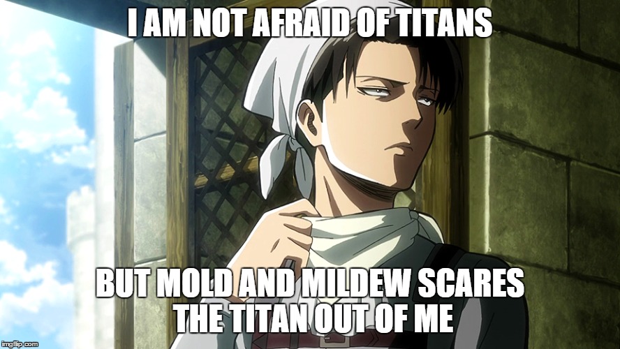 Levi The Cleaner | I AM NOT AFRAID OF TITANS BUT MOLD AND MILDEW SCARES THE TITAN OUT OF ME | image tagged in attack on titan,levi ackerman,shingeki no kyojin | made w/ Imgflip meme maker