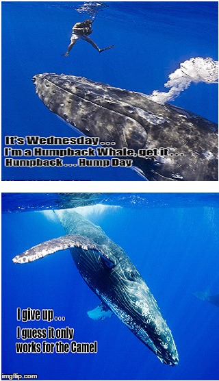 Hump Day | image tagged in hump day,humpback,whale | made w/ Imgflip meme maker