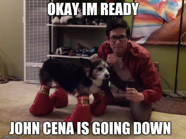 dog with boxing gloves | OKAY IM READY JOHN CENA IS GOING DOWN | image tagged in dog joke | made w/ Imgflip meme maker