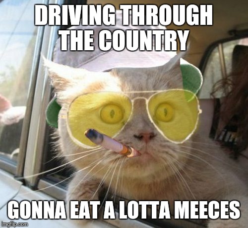 Fear And Loathing Cat | DRIVING THROUGH THE COUNTRY GONNA EAT A LOTTA MEECES | image tagged in memes,fear and loathing cat | made w/ Imgflip meme maker
