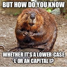 Beaver | BUT HOW DO YOU KNOW WHETHER IT'S A LOWER-CASE L OR AN CAPITAL I? | image tagged in beaver | made w/ Imgflip meme maker
