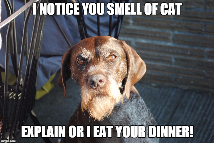 I NOTICE YOU SMELL OF CAT EXPLAIN OR I EAT YOUR DINNER! | image tagged in disappointed dog | made w/ Imgflip meme maker