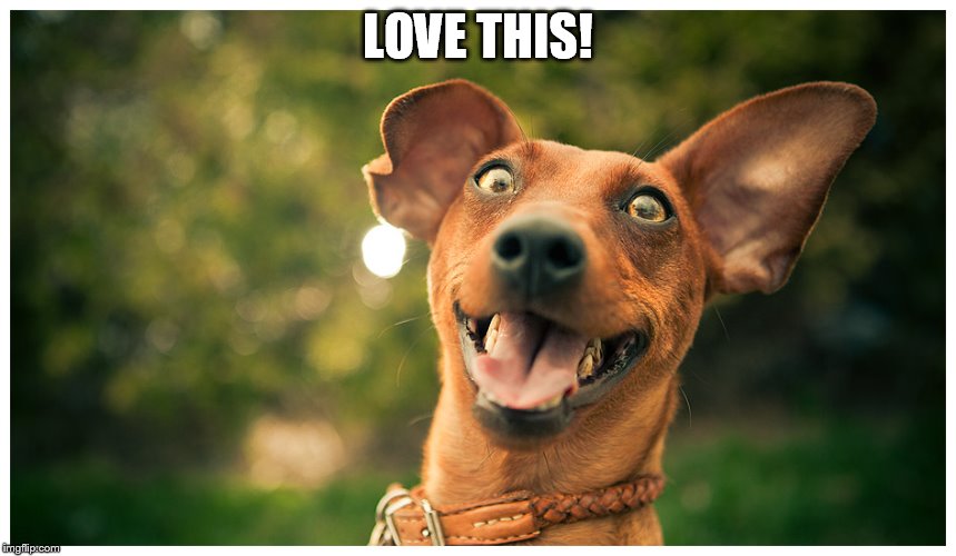 crazy mutt | LOVE THIS! | image tagged in crazy mutt | made w/ Imgflip meme maker
