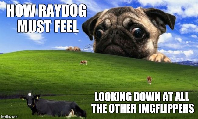 This is NOT actually how he feels, but I like this template too much as to not submit it. | LOOKING DOWN AT ALL THE OTHER IMGFLIPPERS HOW RAYDOG MUST FEEL | image tagged in pug windows hill | made w/ Imgflip meme maker