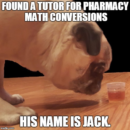 Pharmacy Pug Does Pharmacy Math Conversions | FOUND A TUTOR FOR PHARMACY MATH CONVERSIONS HIS NAME IS JACK. | image tagged in pharmacy pug,pharmacy math,pharmacy,math,pugs | made w/ Imgflip meme maker