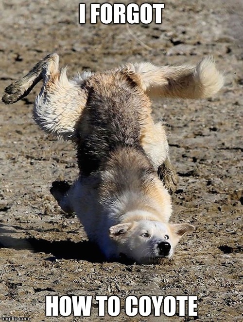 How to coyote | I FORGOT HOW TO COYOTE | image tagged in coyote,animal,derp | made w/ Imgflip meme maker