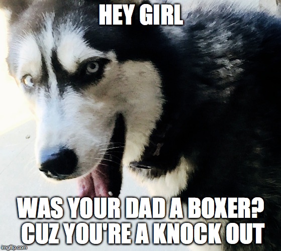 Hey girl husky | HEY GIRL WAS YOUR DAD A BOXER? CUZ YOU'RE A KNOCK OUT | image tagged in hey girl,husky,dog | made w/ Imgflip meme maker