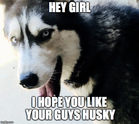 HEY GIRL I HOPE YOU LIKE YOUR GUYS HUSKY | image tagged in husky,hey girl | made w/ Imgflip meme maker