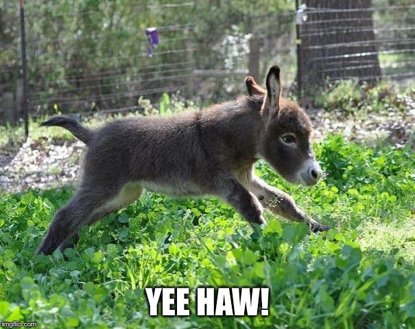 YEE HAW! | made w/ Imgflip meme maker