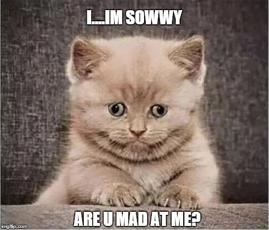 Cute kitty | I....IM SOWWY ARE U MAD AT ME? | image tagged in sad kitten | made w/ Imgflip meme maker