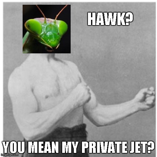 Overly Manly Man-tis | HAWK? YOU MEAN MY PRIVATE JET? | image tagged in memes,overly manly man,overly manly mantis,insects,funny | made w/ Imgflip meme maker