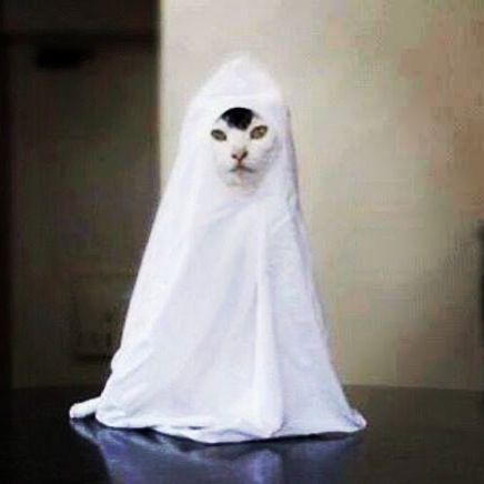 High Quality Ghost cat Blank Meme Template
