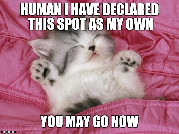 kitten sleeping | HUMAN I HAVE DECLARED THIS SPOT AS MY OWN YOU MAY GO NOW | image tagged in kitten sleeping | made w/ Imgflip meme maker