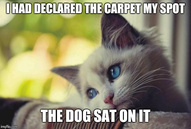 Sad Kitten | I HAD DECLARED THE CARPET MY SPOT THE DOG SAT ON IT | image tagged in sad kitten | made w/ Imgflip meme maker