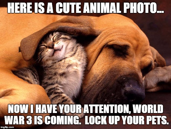 Lock Up Your Pets | HERE IS A CUTE ANIMAL PHOTO... NOW I HAVE YOUR ATTENTION, WORLD WAR 3 IS COMING.  LOCK UP YOUR PETS. | image tagged in cute cat | made w/ Imgflip meme maker