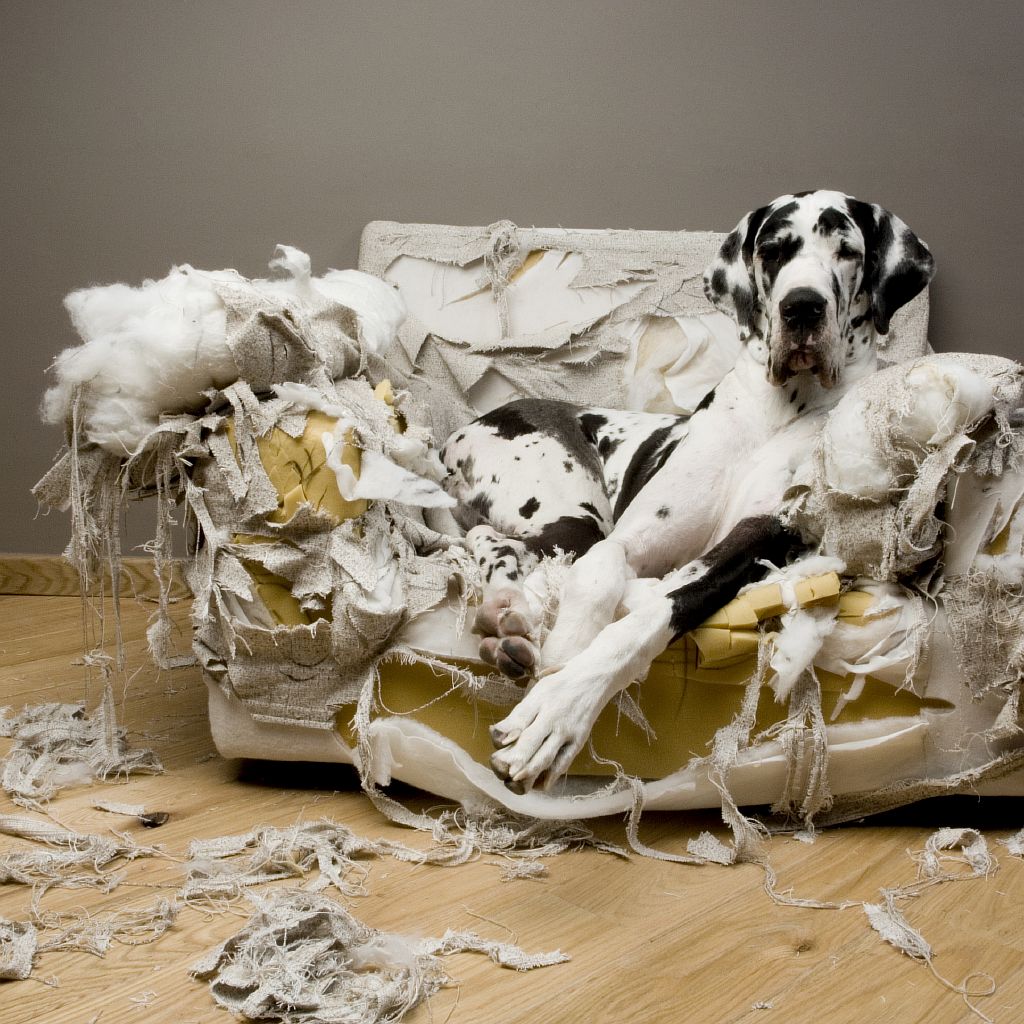 Dog Destroys Couch Blank Meme Template