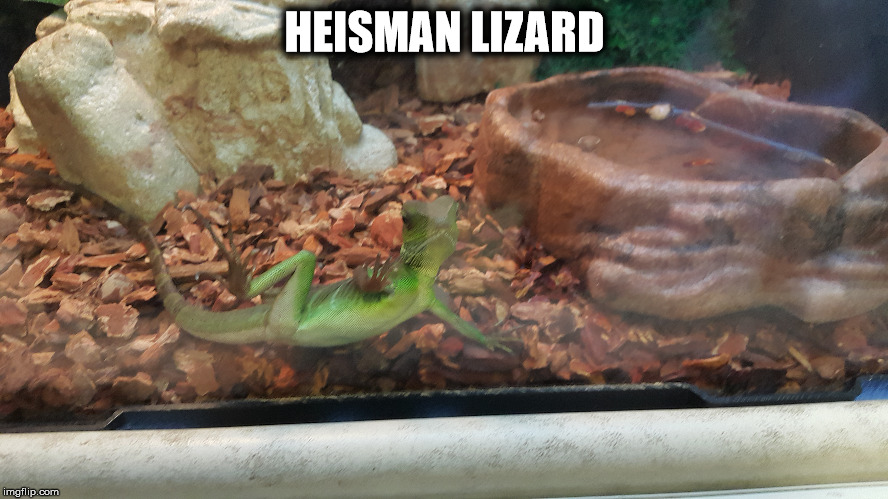 HEISMAN POSE | HEISMAN LIZARD | image tagged in lizard | made w/ Imgflip meme maker