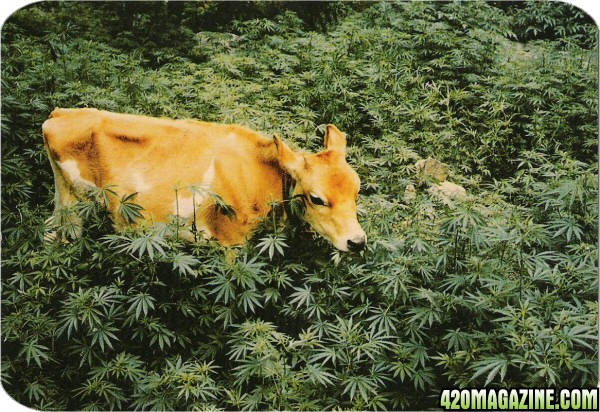 High Quality cow in grass Blank Meme Template