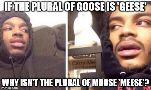Blunt hits | IF THE PLURAL OF GOOSE IS 'GEESE' WHY ISN'T THE PLURAL OF MOOSE 'MEESE'? | image tagged in blunt hits | made w/ Imgflip meme maker