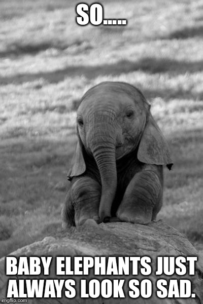 Baby Elephants are sad | SO..... BABY ELEPHANTS JUST ALWAYS LOOK SO SAD. | image tagged in baby elephants are sad | made w/ Imgflip meme maker