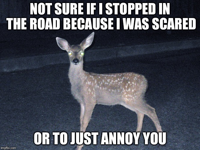 NOT SURE IF I STOPPED IN THE ROAD BECAUSE I WAS SCARED OR TO JUST ANNOY YOU | image tagged in deermeme,deerinheadlights | made w/ Imgflip meme maker