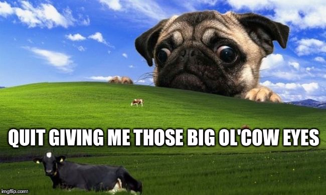 QUIT GIVING ME THOSE BIG OL'COW EYES | image tagged in cow eyes | made w/ Imgflip meme maker