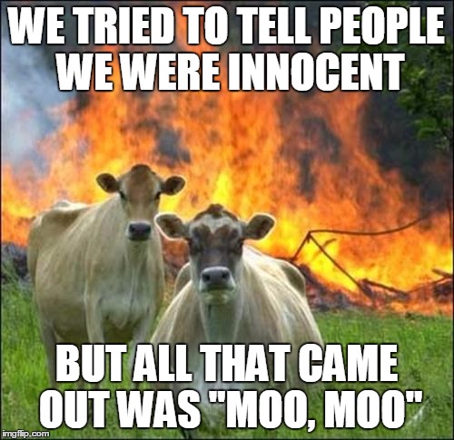 WE TRIED TO TELL PEOPLE WE WERE INNOCENT BUT ALL THAT CAME OUT WAS "MOO, MOO" | made w/ Imgflip meme maker