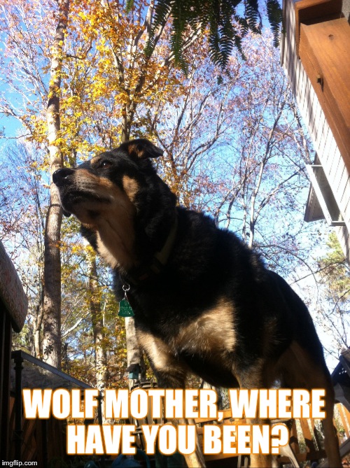 WOLF MOTHER, WHERE HAVE YOU BEEN? | image tagged in malaki4 | made w/ Imgflip meme maker
