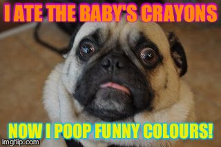Pug worried | I ATE THE BABY'S CRAYONS NOW I POOP FUNNY COLOURS! | image tagged in pug worried | made w/ Imgflip meme maker