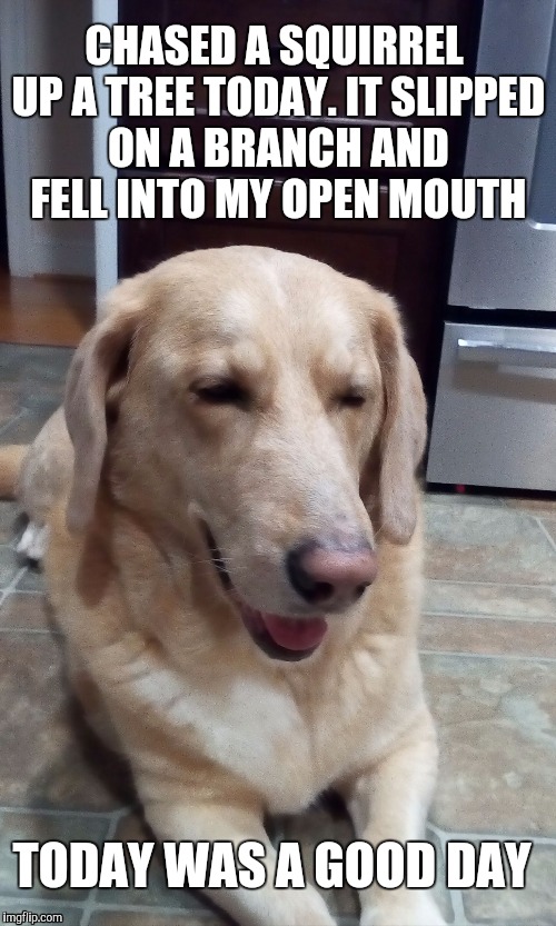 An idea for a meme that I have | CHASED A SQUIRREL UP A TREE TODAY. IT SLIPPED ON A BRANCH AND FELL INTO MY OPEN MOUTH TODAY WAS A GOOD DAY | image tagged in today was a good day dog,memes,funny | made w/ Imgflip meme maker