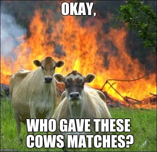 Evil Cows | OKAY, WHO GAVE THESE COWS MATCHES? | image tagged in memes,evil cows | made w/ Imgflip meme maker