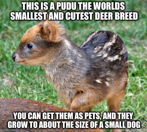 Pudu | THIS IS A PUDU THE WORLDS SMALLEST AND CUTEST DEER BREED YOU CAN GET THEM AS PETS, AND THEY GROW TO ABOUT THE SIZE OF A SMALL DOG | image tagged in cute | made w/ Imgflip meme maker