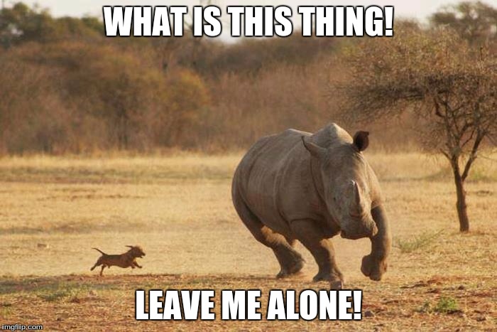 animals | WHAT IS THIS THING! LEAVE ME ALONE! | image tagged in animals | made w/ Imgflip meme maker
