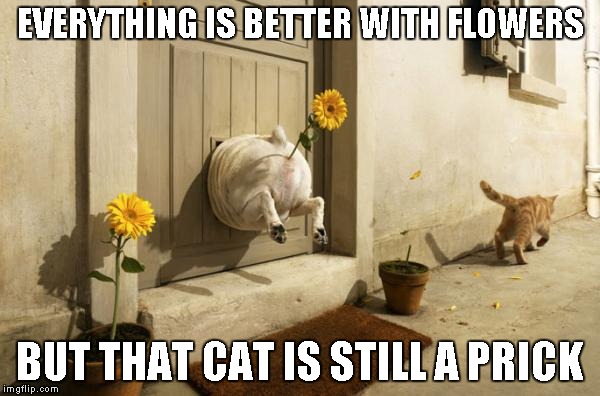 Dog Vs Cat....the battle continues | EVERYTHING IS BETTER WITH FLOWERS BUT THAT CAT IS STILL A PRICK | image tagged in dog vs cat,funny animals,funny,dog,cat | made w/ Imgflip meme maker