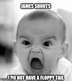 Angry Baby | JAMES SHOUTS I DO NOT HAVE A FLOPPY TAIL | image tagged in memes,angry baby | made w/ Imgflip meme maker
