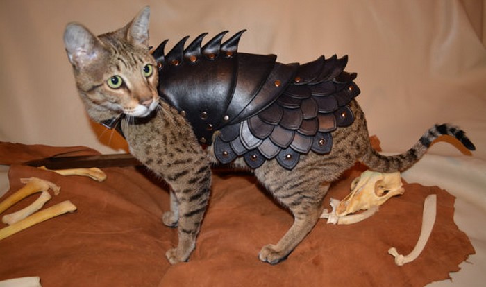 High Quality cat armor Blank Meme Template