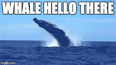 WHALE HELLO THERE | image tagged in whales | made w/ Imgflip meme maker