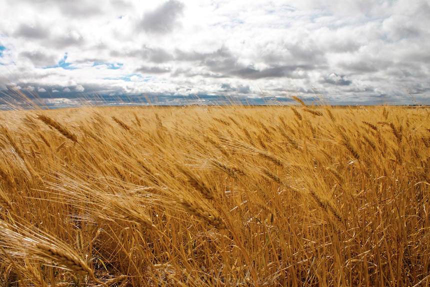 wheat and tares Blank Meme Template