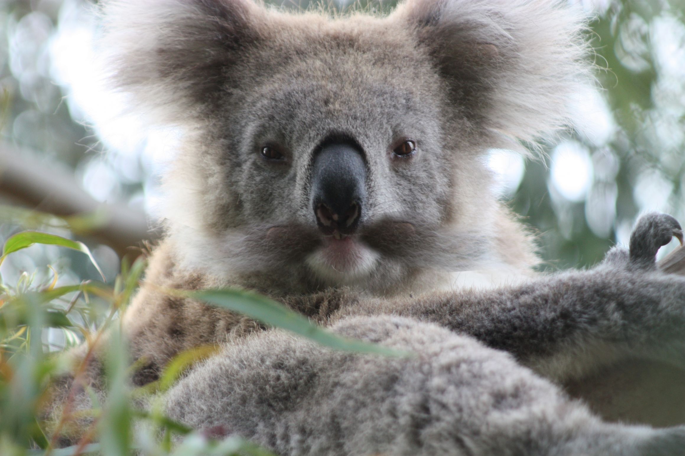 Koala Marx Blank Meme Template