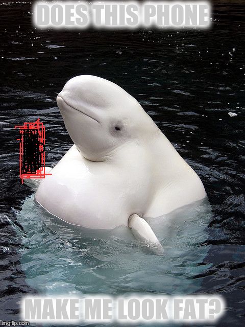 Beluga fat | DOES THIS PHONE MAKE ME LOOK FAT? | image tagged in beluga fat | made w/ Imgflip meme maker