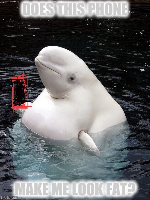 beluga Memes & GIFs - Imgflip