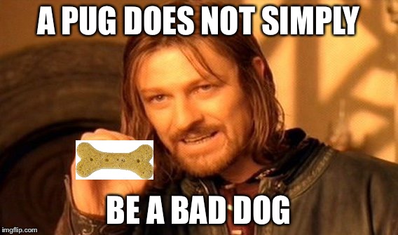 One Does Not Simply Meme | A PUG DOES NOT SIMPLY BE A BAD DOG | image tagged in memes,one does not simply | made w/ Imgflip meme maker