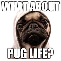 pug life | WHAT ABOUT PUG LIFE? | image tagged in pug life | made w/ Imgflip meme maker