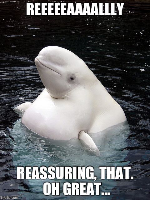 Beluga fat | REEEEEAAAALLLY REASSURING, THAT. OH GREAT... | image tagged in beluga fat | made w/ Imgflip meme maker