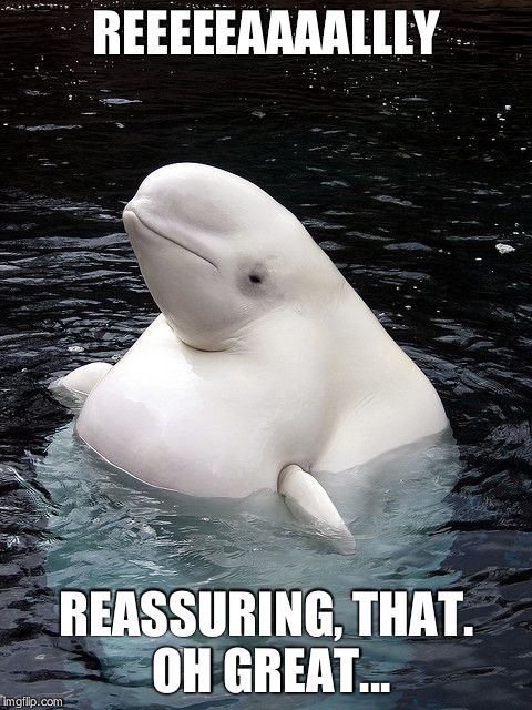 Beluga memes - Imgflip