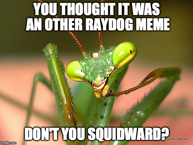 YOU THOUGHT IT WAS AN OTHER RAYDOG MEME DON'T YOU SQUIDWARD? | image tagged in mantis | made w/ Imgflip meme maker